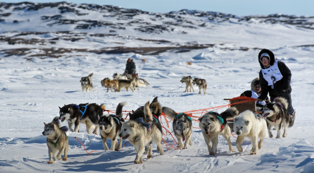 Canadian Inuit dog