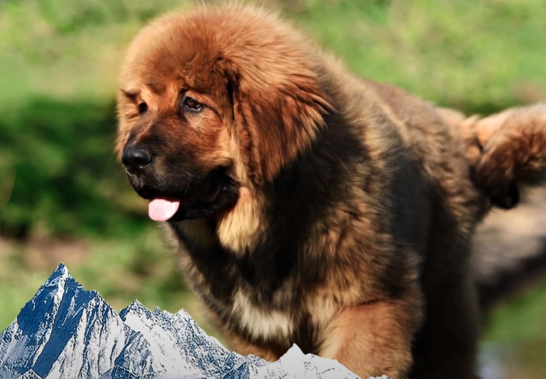Tibetan Mastiff