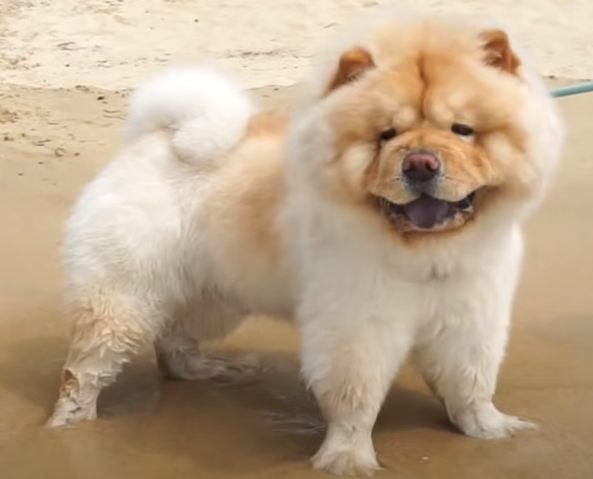 Chow Chow