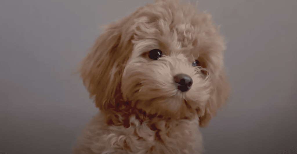 Maltipoo Κουτάβια Maltipoo