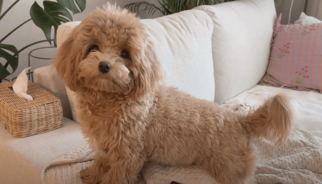 Maltipoos Κουτάβια Maltipoo