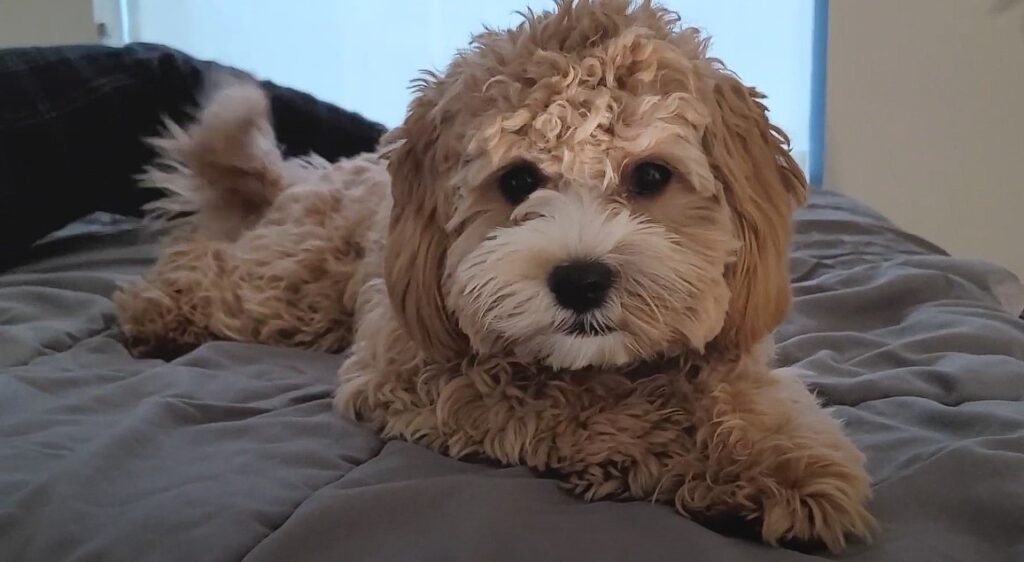 Cavapoo