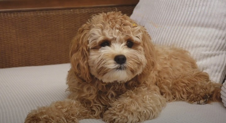 Cavapoo cleanup Cavapoo