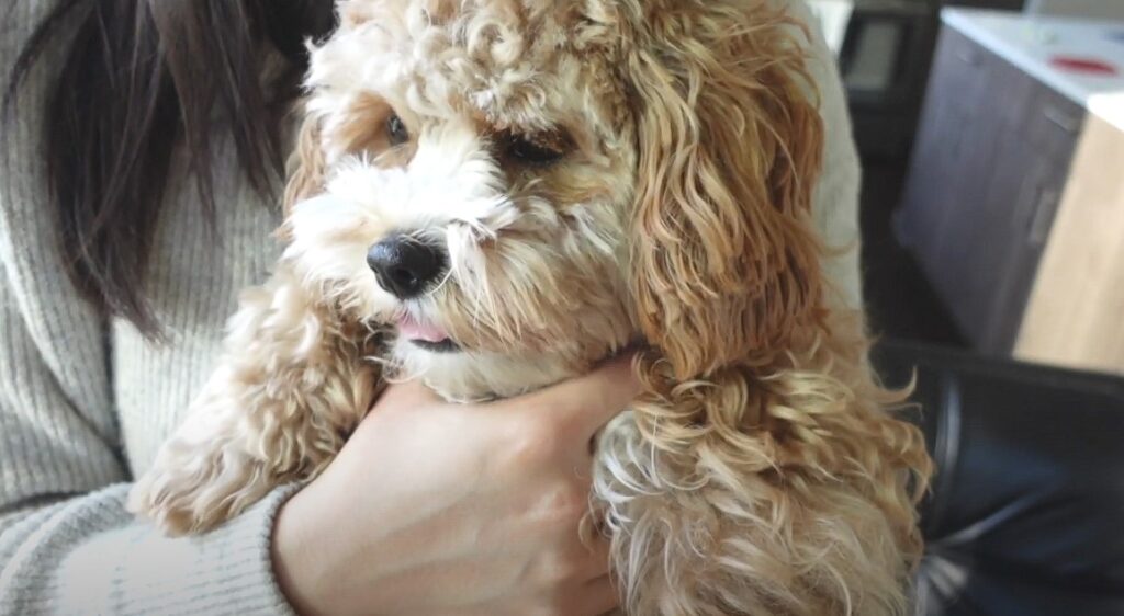Cavapoo