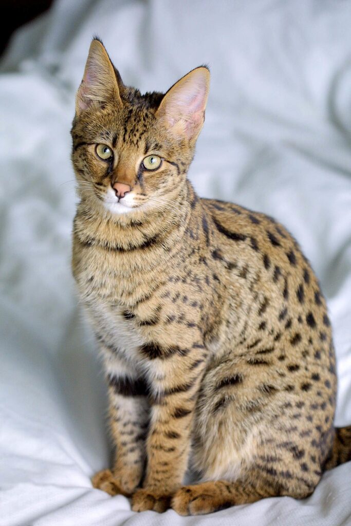 1200px Savannah Cat portrait Γάτα Σαβάνας