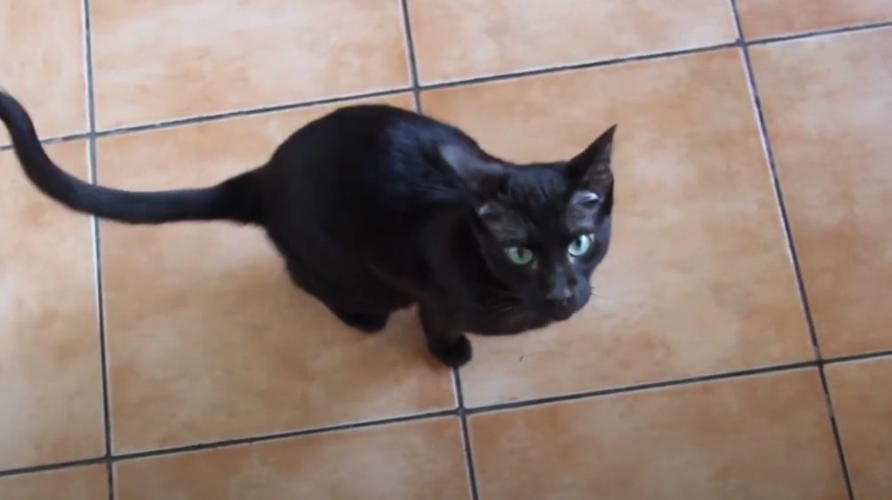 Γάτας της Αβάνας