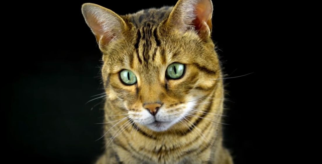 Screenshot 68 Γάτα Βεγγάλης