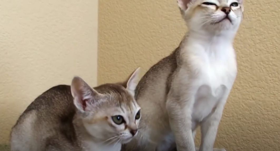 Screenshot 75 Γάτα Σιγκαπούρης