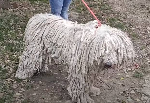 Komondor