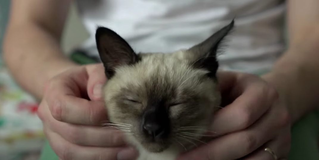 Screenshot 66 Γάτα Ταϊλάνδης