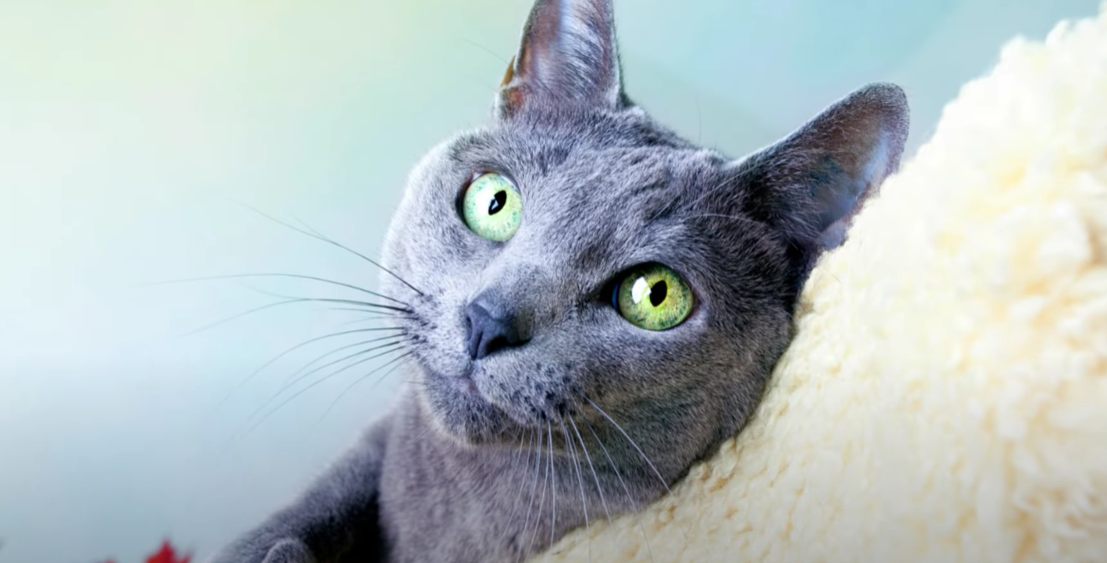 Ρωσική Μπλε γάτα