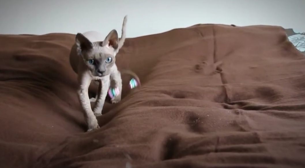 Γάτα Ντέβον Ρεξ