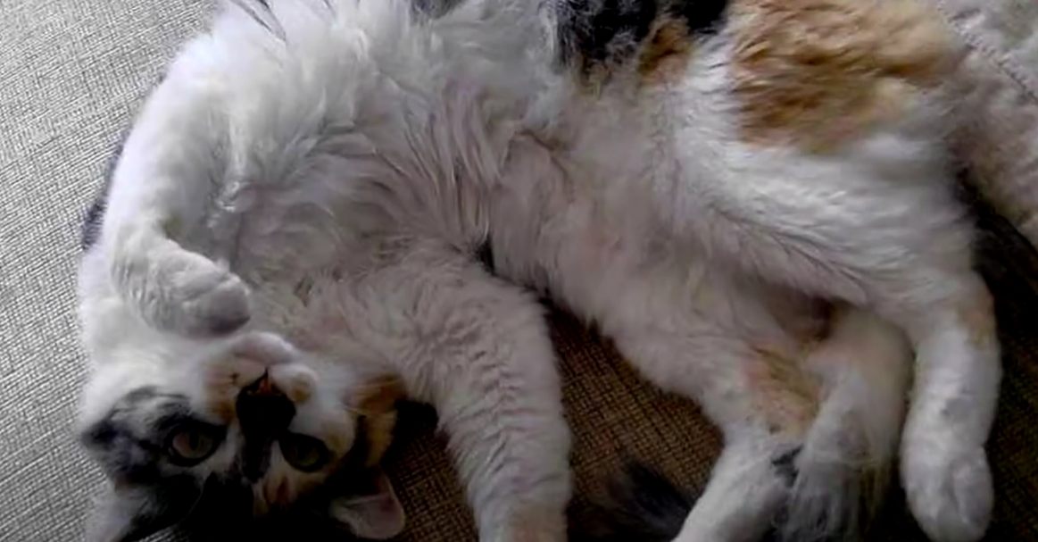 Βραζιλιάνικη κοντότριχη γάτα