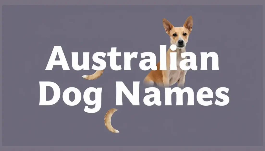 Αυστραλιανά ονόματα σκύλων | Τα καλύτερα αυστραλιανά ονόματα σκύλων