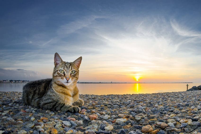 πνευματικά ονόματα γατών