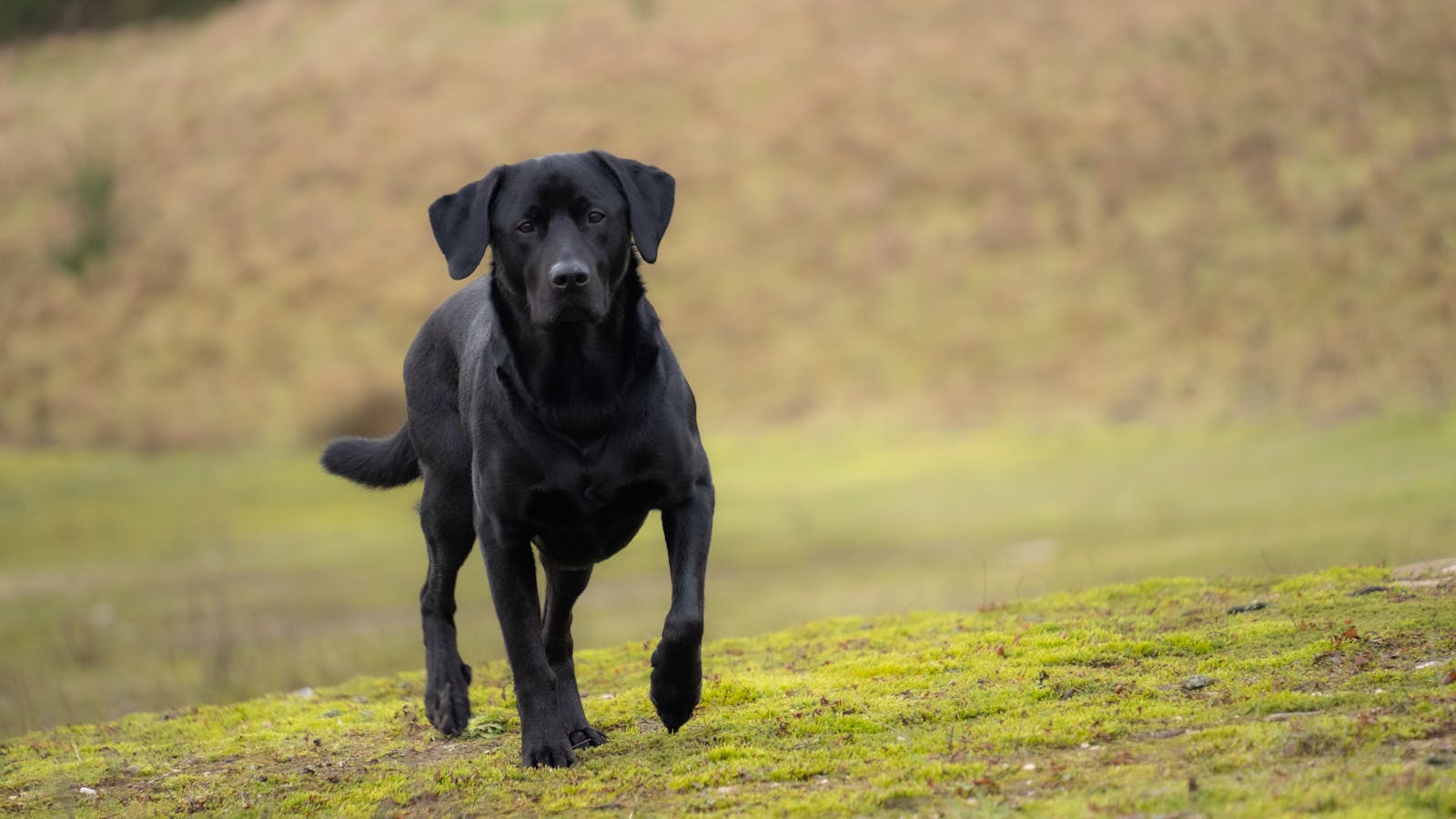 black labrador