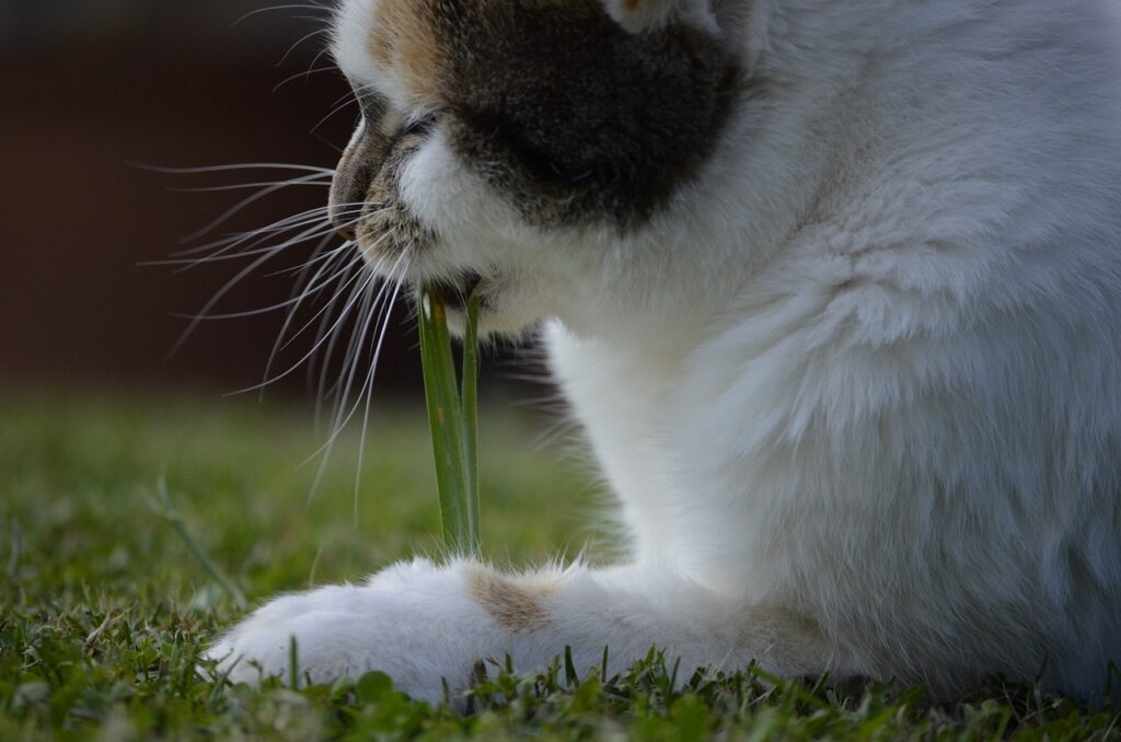 cats eat grass