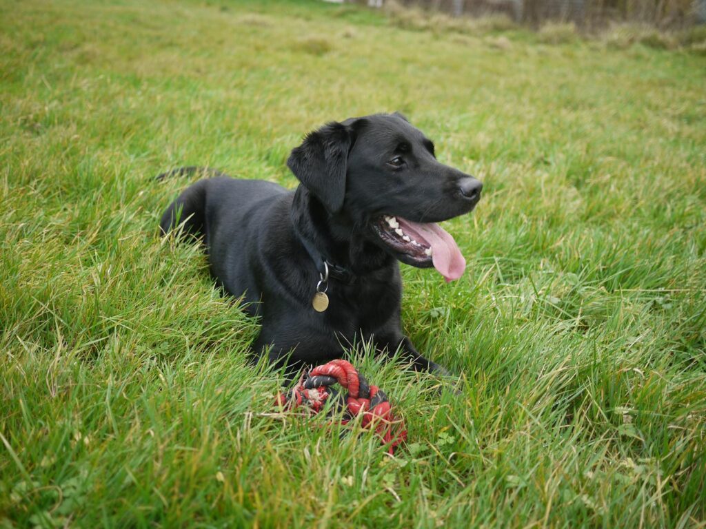 black labrador
