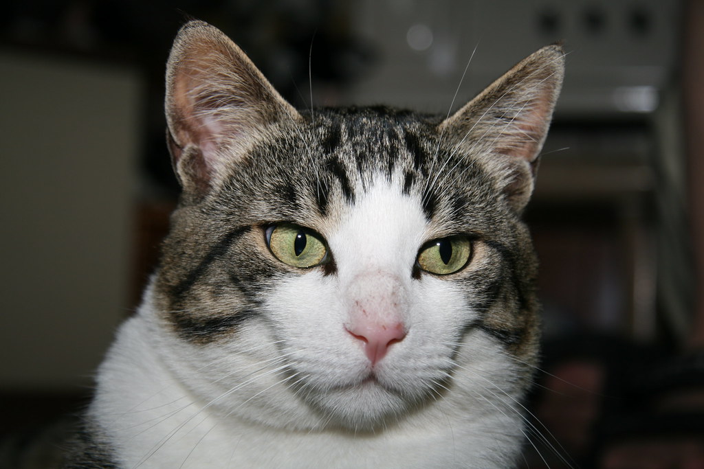 ονόματα γατών με νόημα