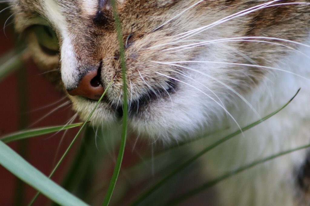 cats eat grass