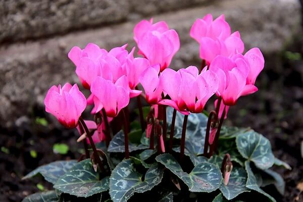 Cyclamen 1 δηλητηριώδη φυτά για τις γάτες