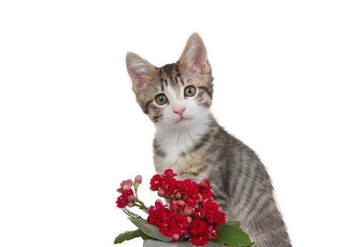 Kalanchoe and cat compressed δηλητηριώδη φυτά για τις γάτες