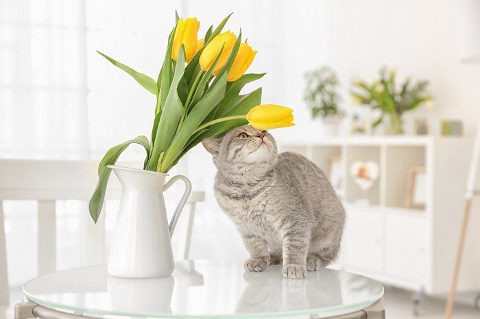 cat and Tulips compressed δηλητηριώδη φυτά για τις γάτες