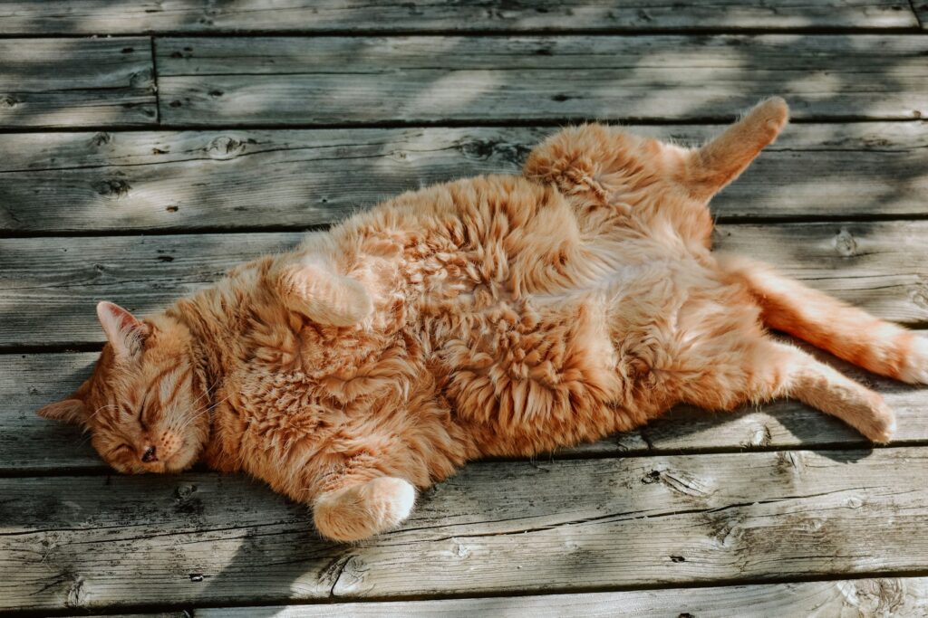long-haired orange cat