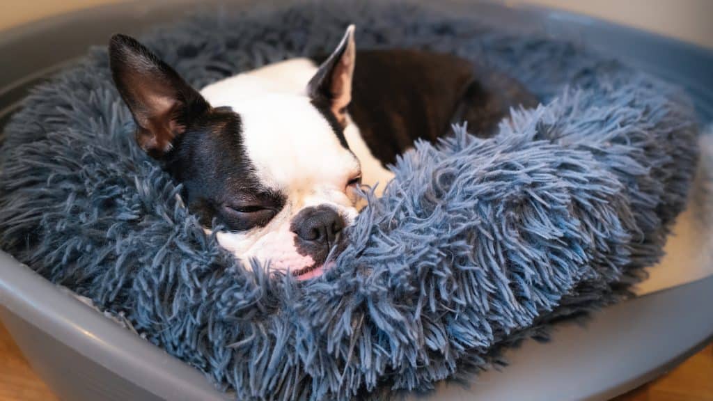 Σκύλος Boston Terrier κουλουριασμένος κοιμάται σε ένα μαλακό στρογγυλό κρεβάτι μέσα σε έναν πλαστικό κάδο