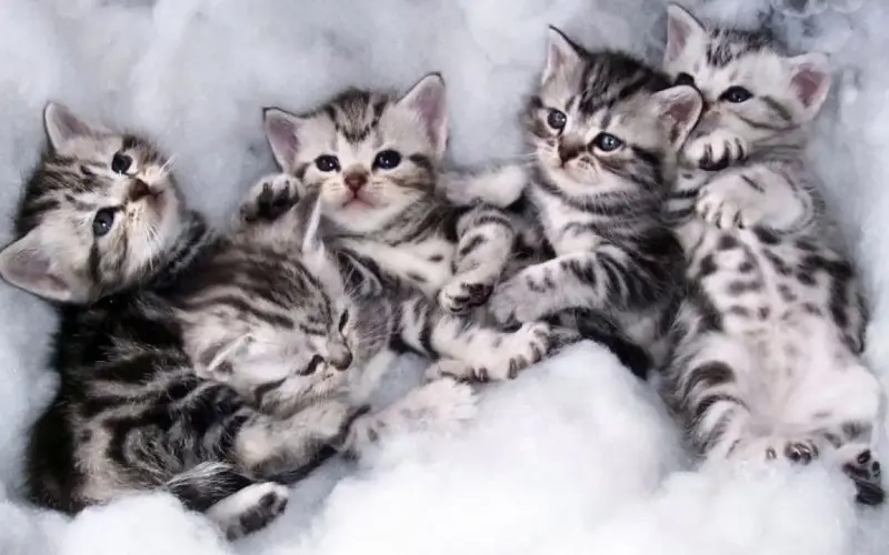 Γιατί οι γάτες σας φέρνουν τα γατάκια τους: Η συγκινητική αλήθεια 2 αμερικανικά κοντότριχα γατάκια στο κρεβάτι