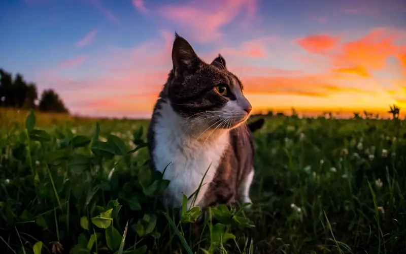 100+ πνευματικά ονόματα γατών για το γαλήνιο γατάκι σας 1 γαλήνια γάτα