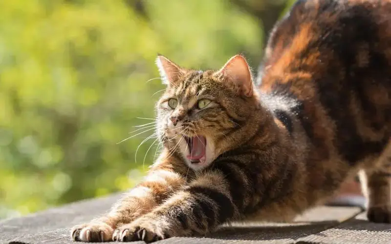 100+ πνευματικά ονόματα γατών για το γαλήνιο γατάκι σας 2 τέντωμα γάτας