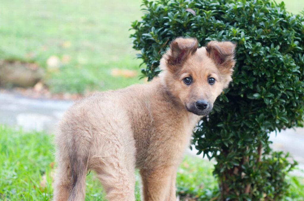 καλύτερα ονόματα ισπανικών σκύλων