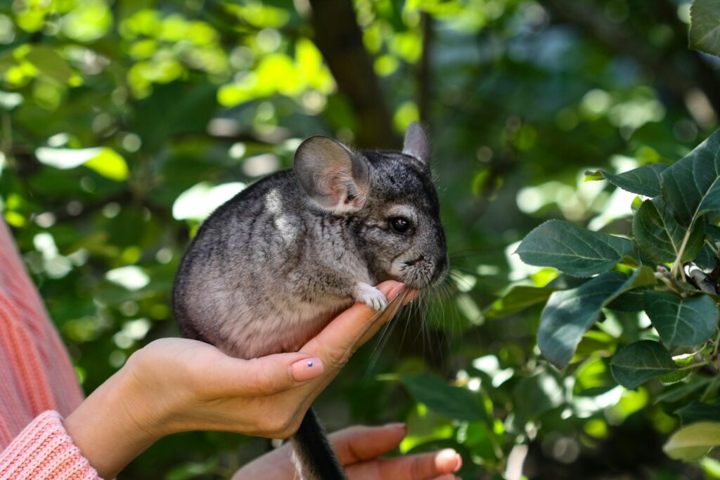 chinchilla