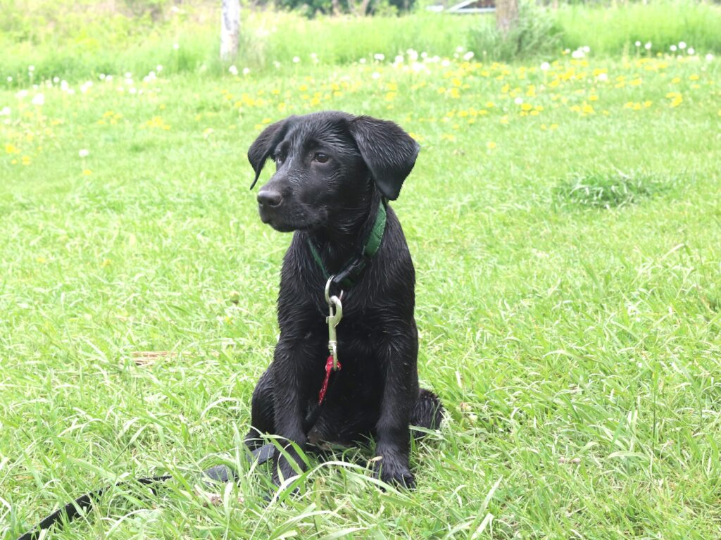 black labrador