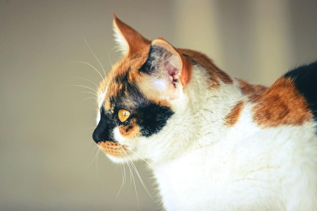 Νόσος της γάτας