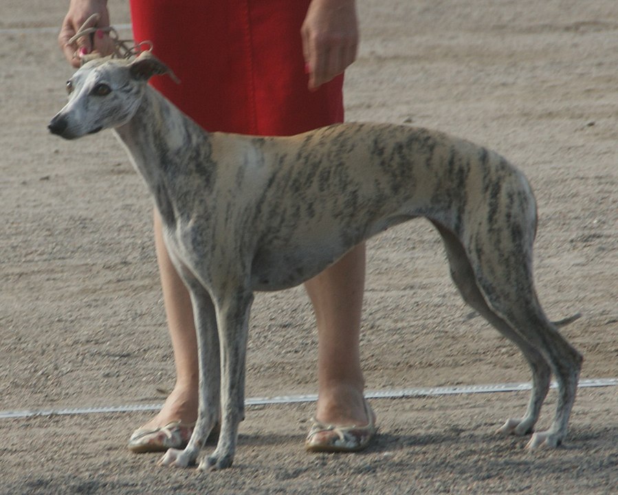 Greyhound, Italian Greyhound και Whippet: Ποιο να Διαλέξω;