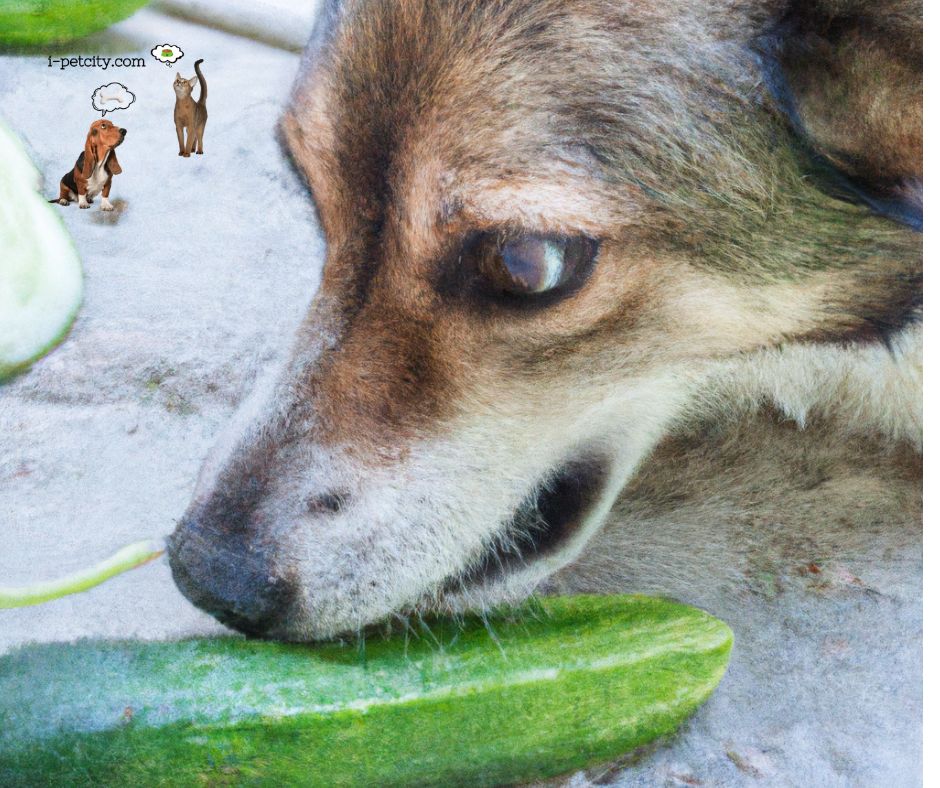 Ανώνυμο σχέδιο Μπορούν οι σκύλοι να τρώνε αγγούρια