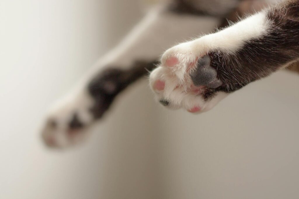 cat paw