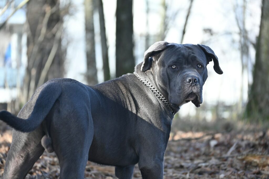 Neapolitan Mastiff
