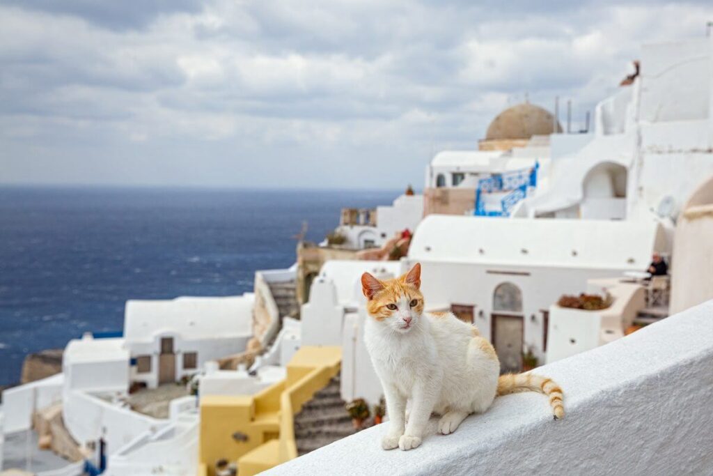Red cat sitting on the background of the sea and the architecture of Santorini Greece γάτες πόλεις