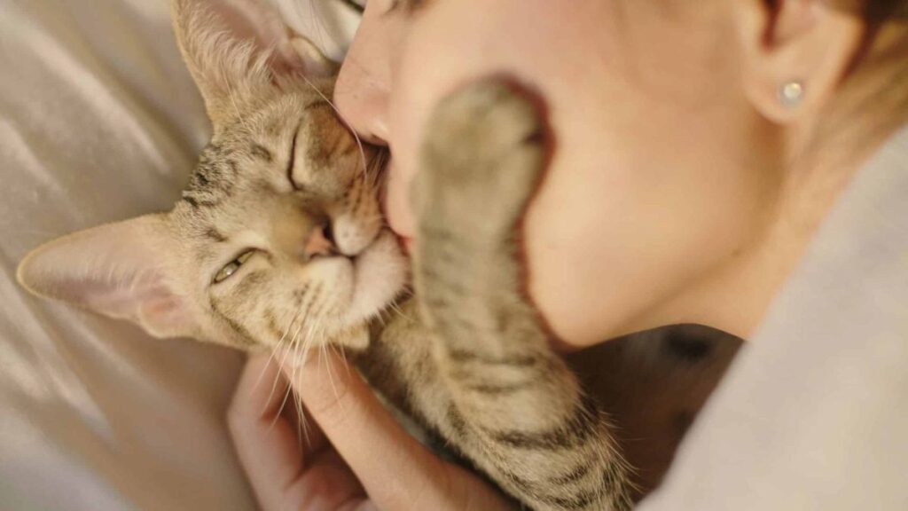 cat kissing min scaled e1685643880956 Αρέσουν στις γάτες τα φιλιά;