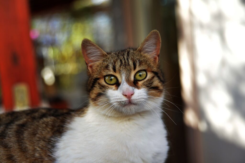 Όλα για τη βιταμίνη D για γάτες