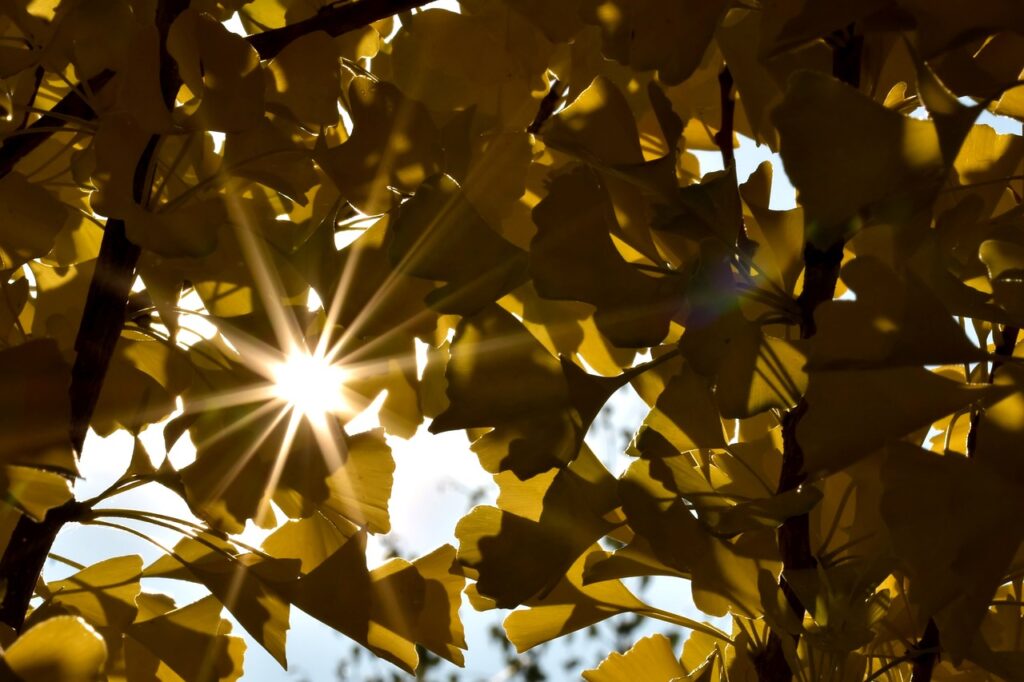 Όλα για τη βιταμίνη D για γάτες