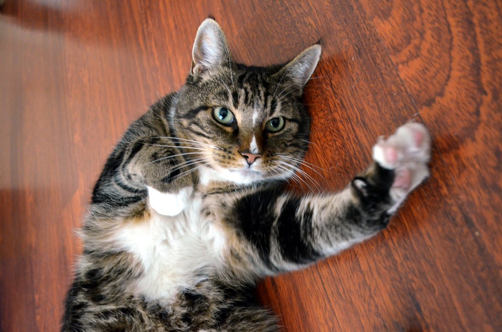 Η γάτα σας αναζητάει την προσοχή σας