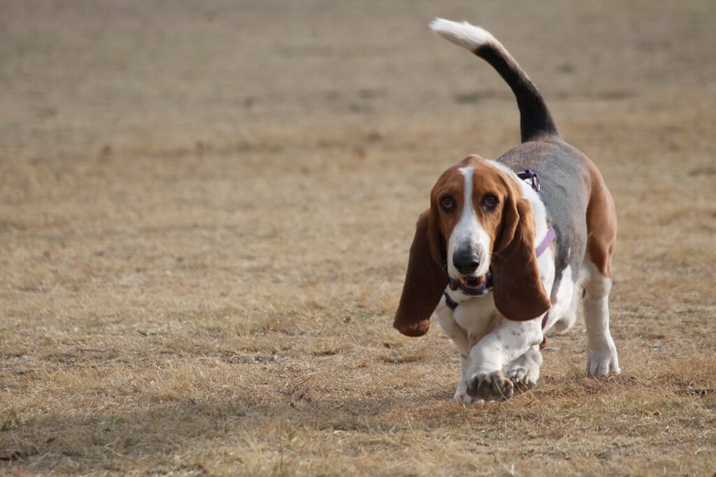 Basset Bleu de Gascogne