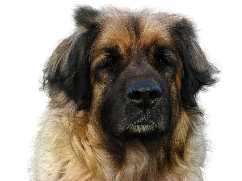 Leonberger