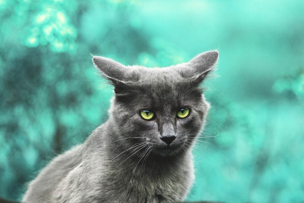 γκρίζα γάτα