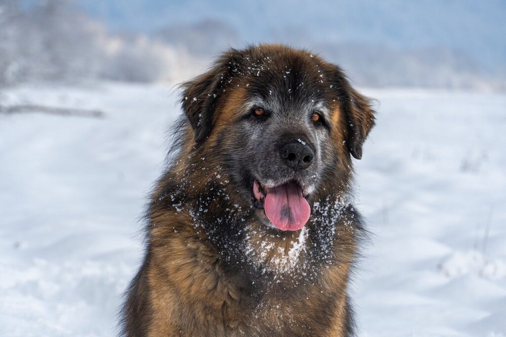 Leonberger