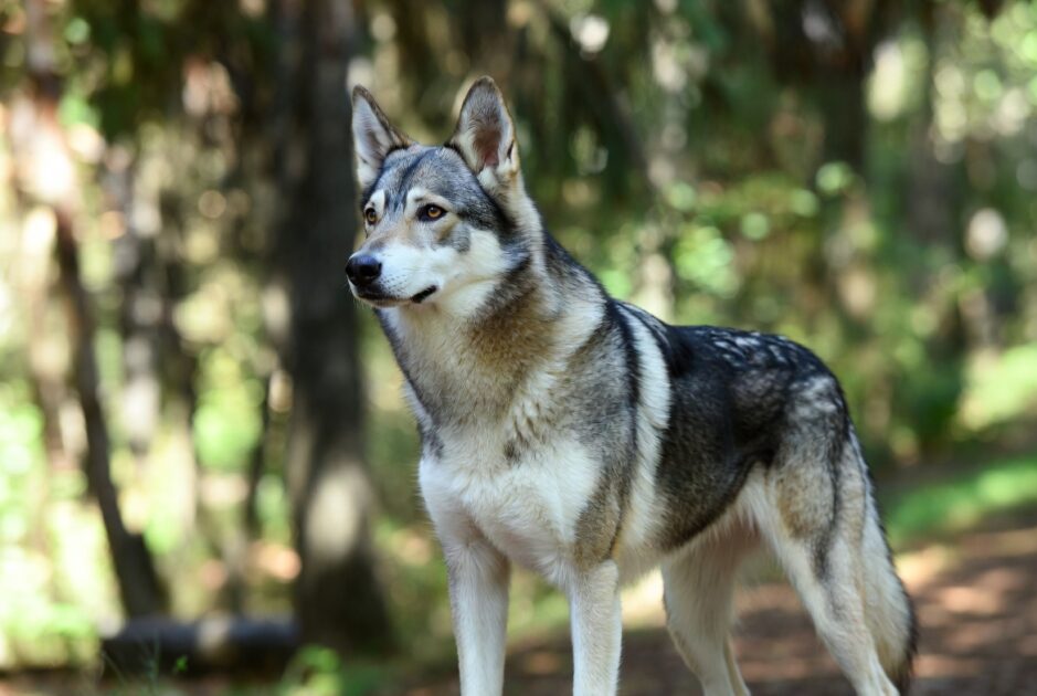 unnamed file Τσεχοσλοβακικό Λυκόσκυλο